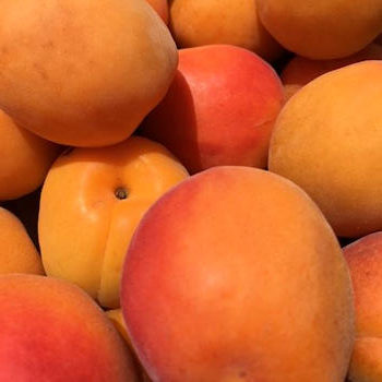 Apricots grown locally in Leesburg Virginia