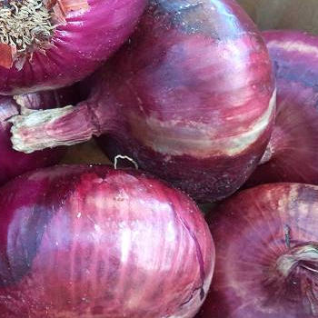 red onions at Brossman's