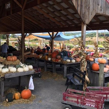 Great prices on pumpkins
