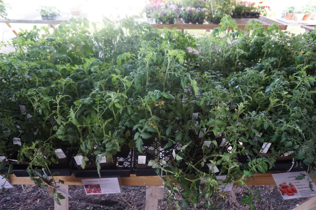 Varieties of tomato plants and herb plants at Brossman's