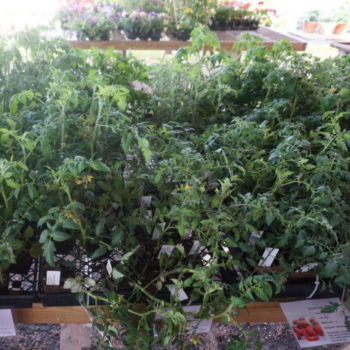 Varieties of tomato plants and herb plants at Brossman's